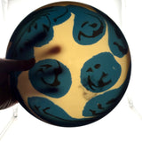 Dynamic Discs Fuzion Culprit, 173g