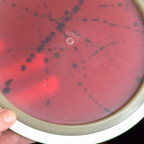 MVP Eclipse Tesla, 170g