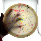 Dynamic Discs Lucid Evader, 175g